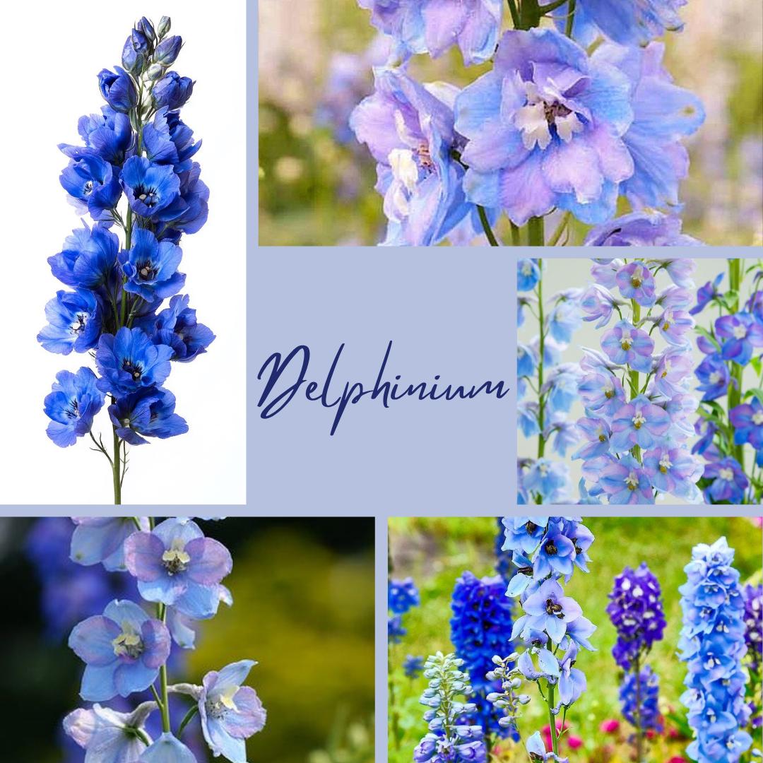 Echeveau Lyl Sock mérinos superwash nylon – Fingering – Coloris Delphinium