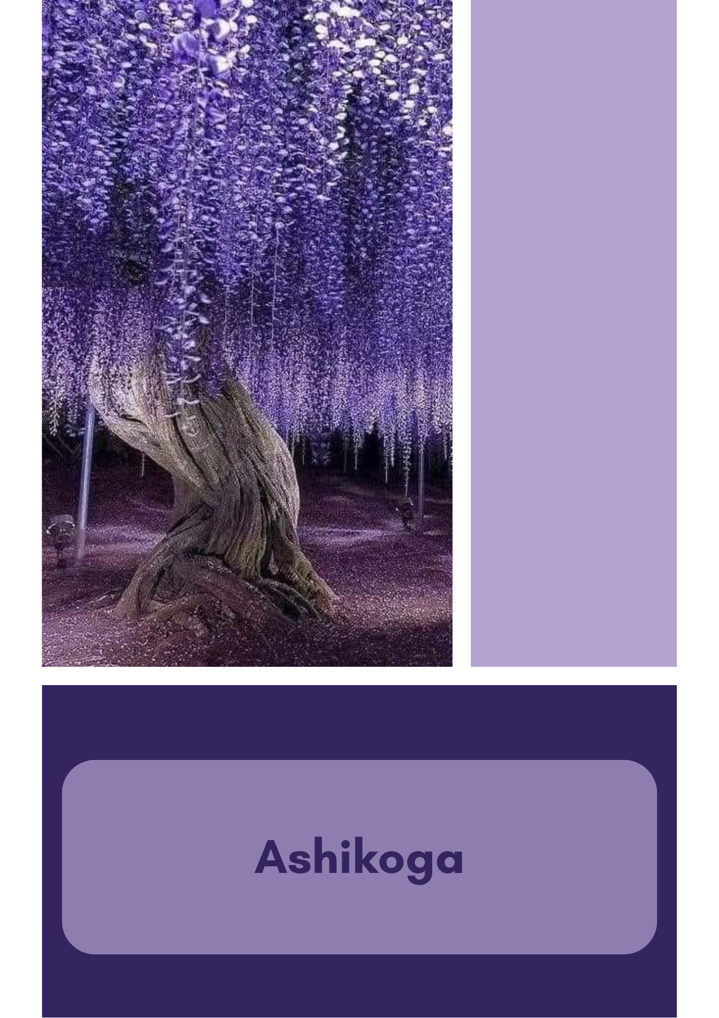 Précommande Ashikaga le printemps au Japon - Fingering - Mérinos Nylon