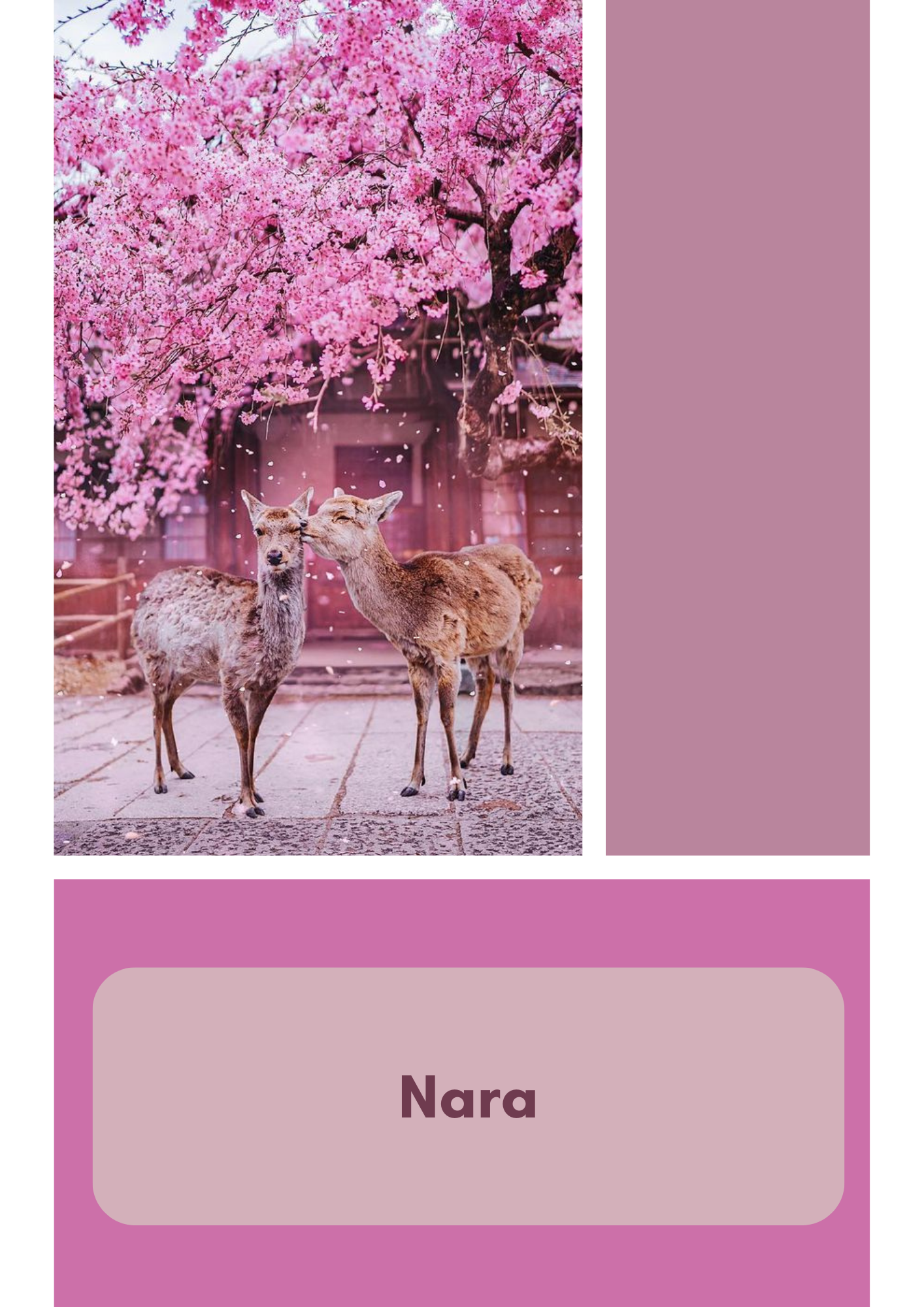 Précommande Nara le printemps au Japon - Fingering - Mérinos Nylon